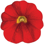 Calibrachoa PortuCal Trailing Red
